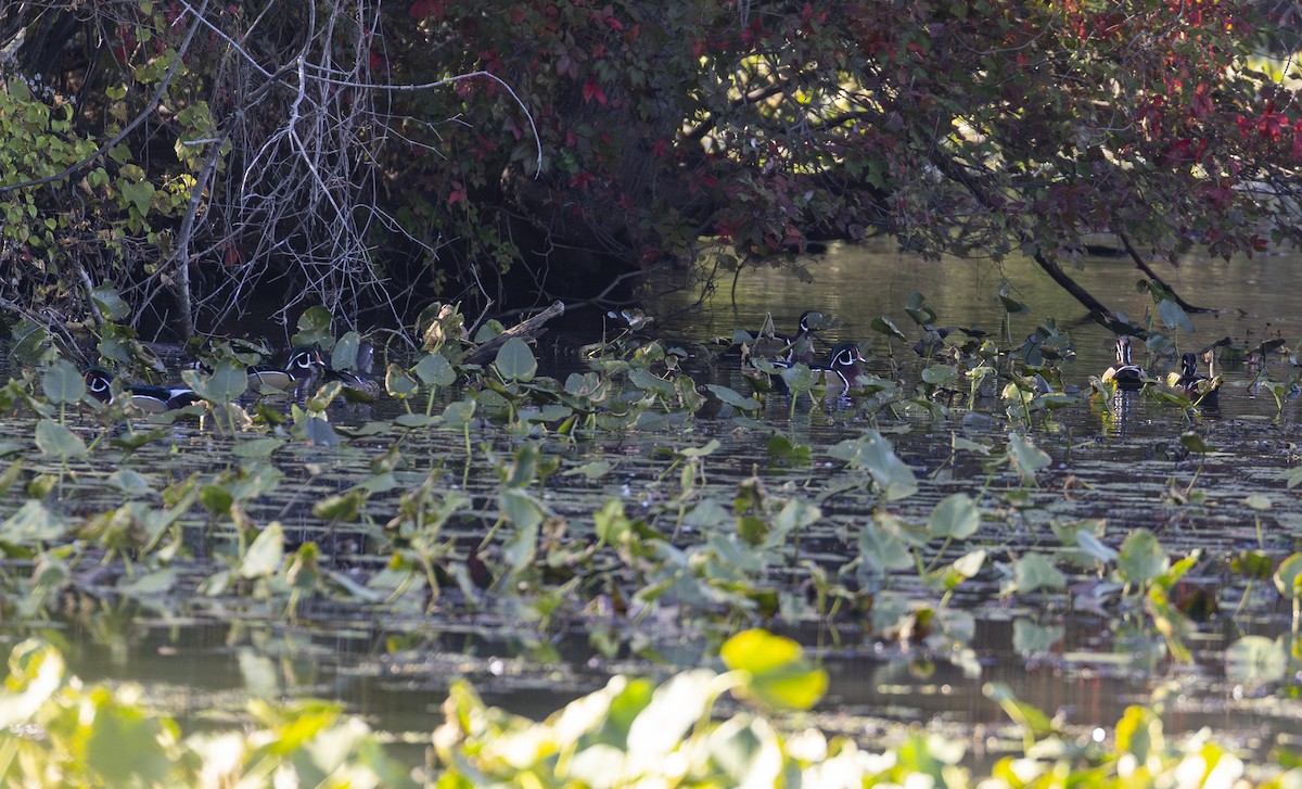 Wood Duck - ML642929339