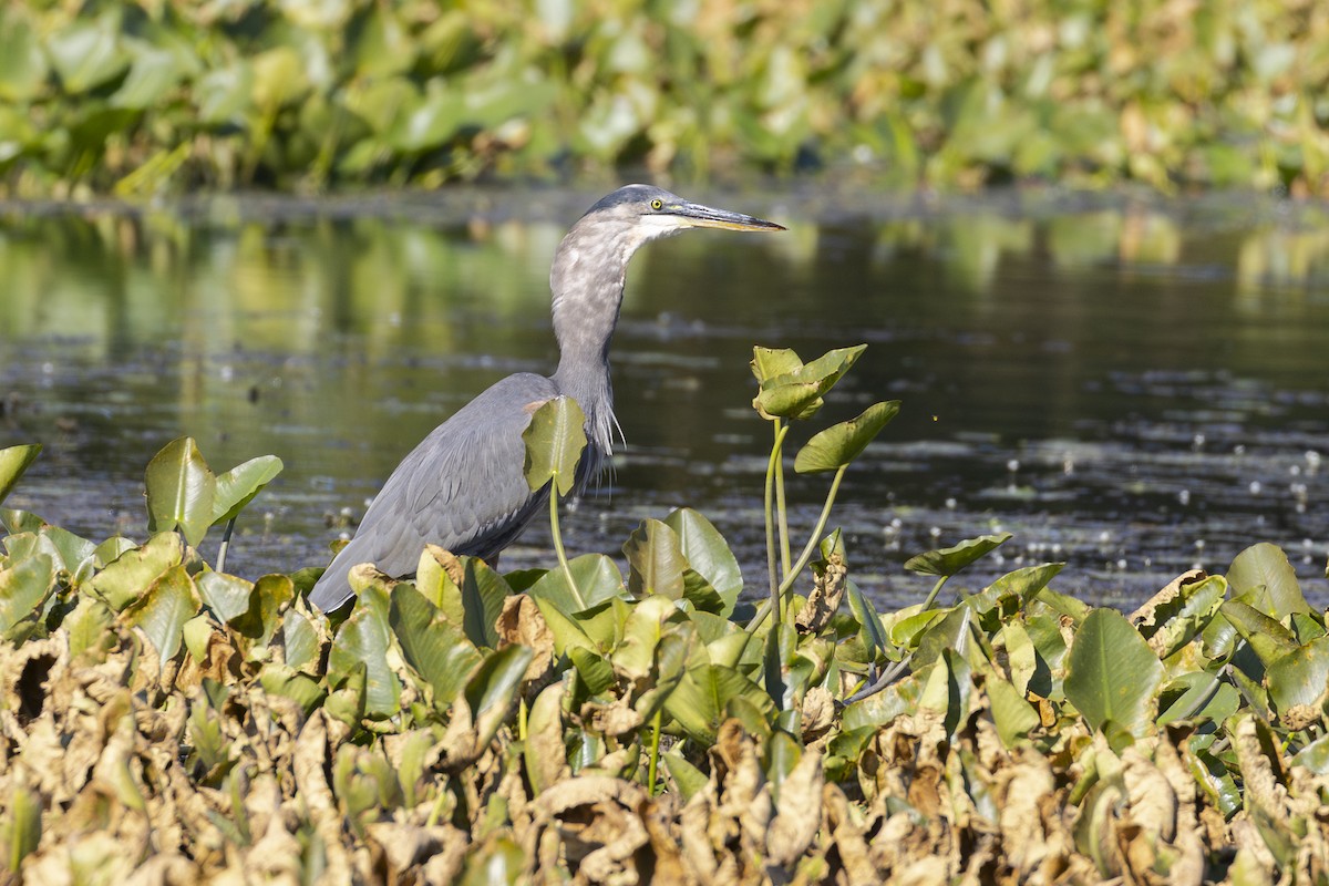 Great Blue Heron - ML642929352