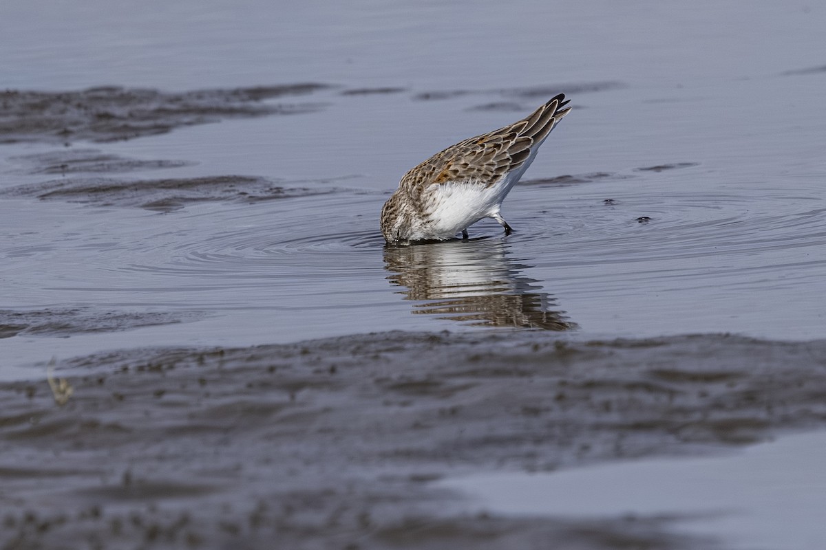 Western Sandpiper - ML642929365
