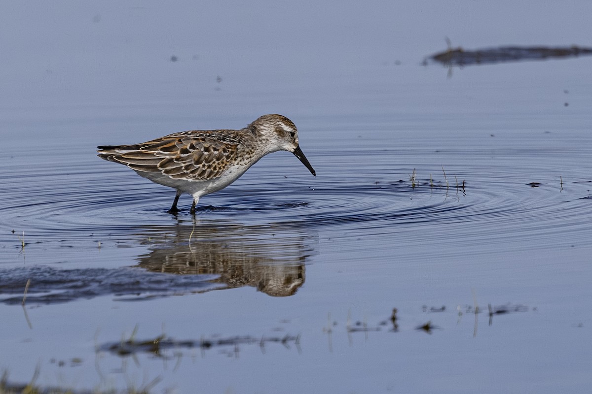 Western Sandpiper - ML642929366