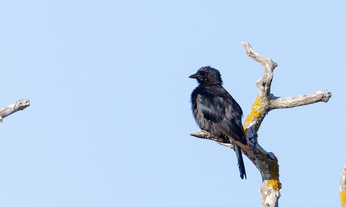 Fork-tailed Drongo (adsimilis Group) - ML642929367
