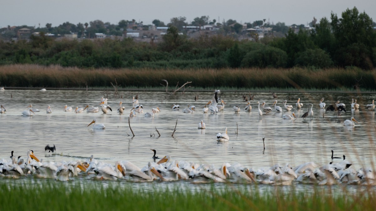 American White Pelican - ML642929373