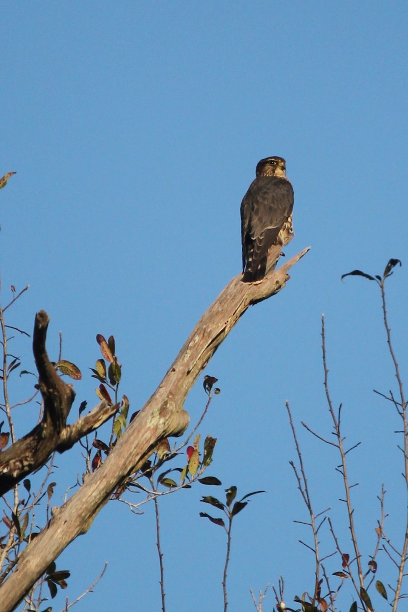 Merlin - ML642929383