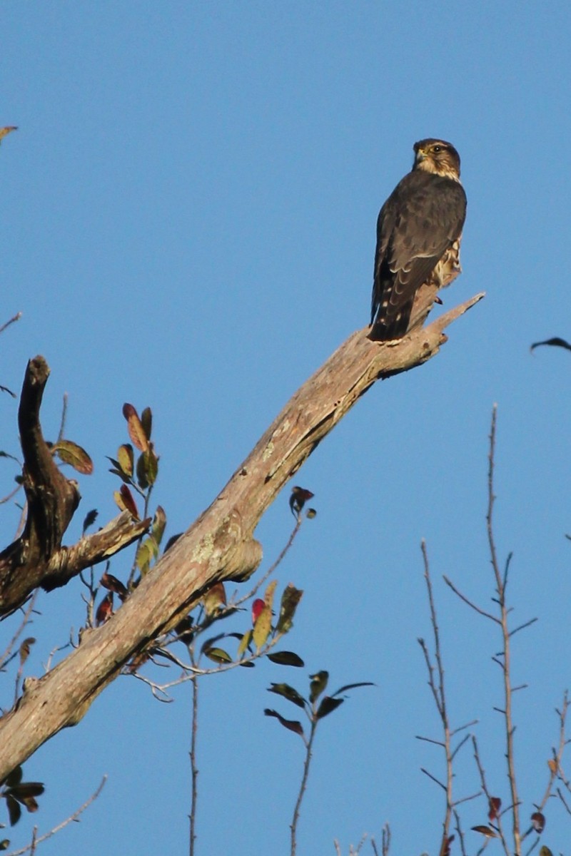 Merlin - ML642929385