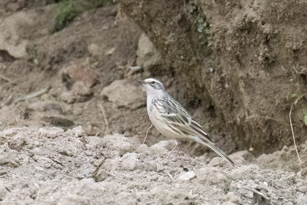 Ягаавар шийхнүүхэй - ML642929386