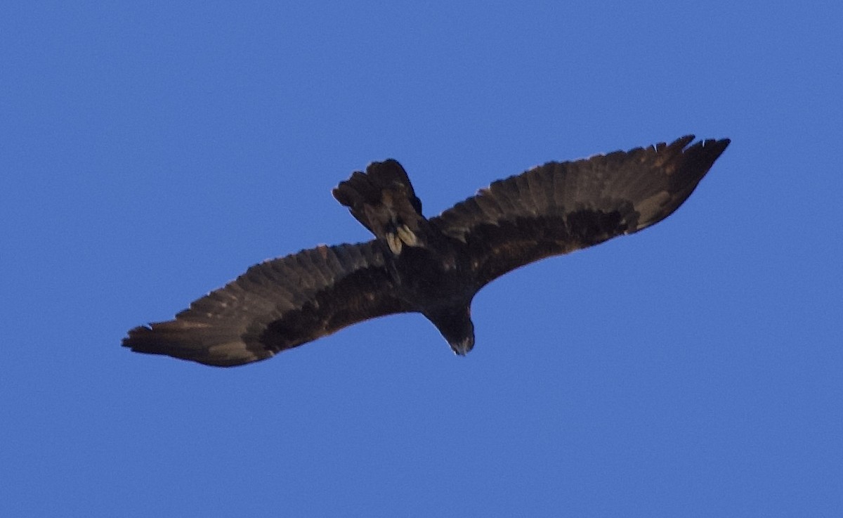 Golden Eagle - ML642929418