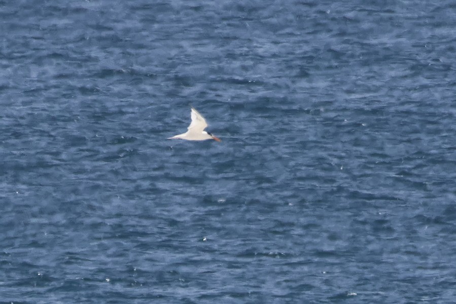 Lesser Crested Tern - ML642929423