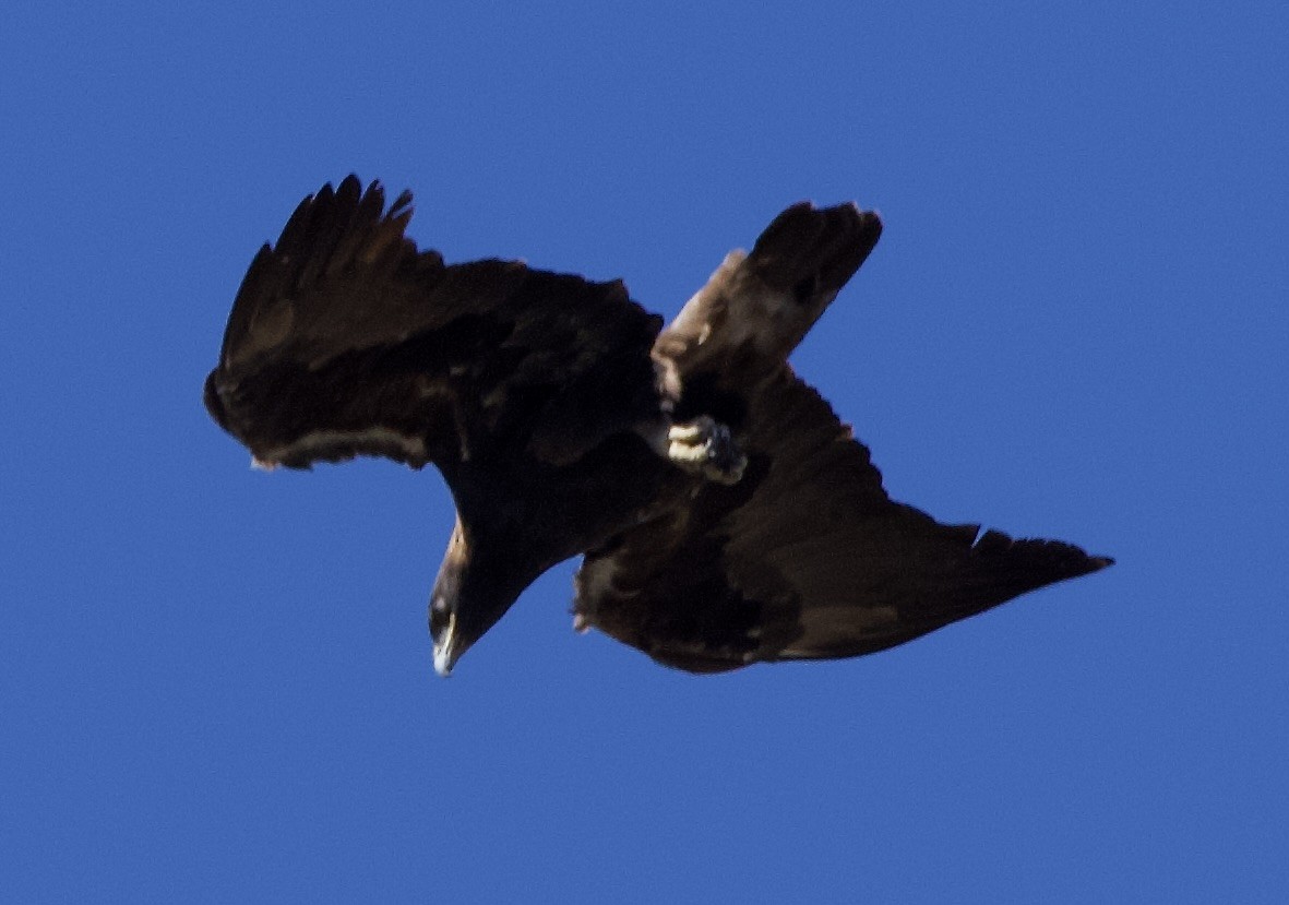 Golden Eagle - ML642929431