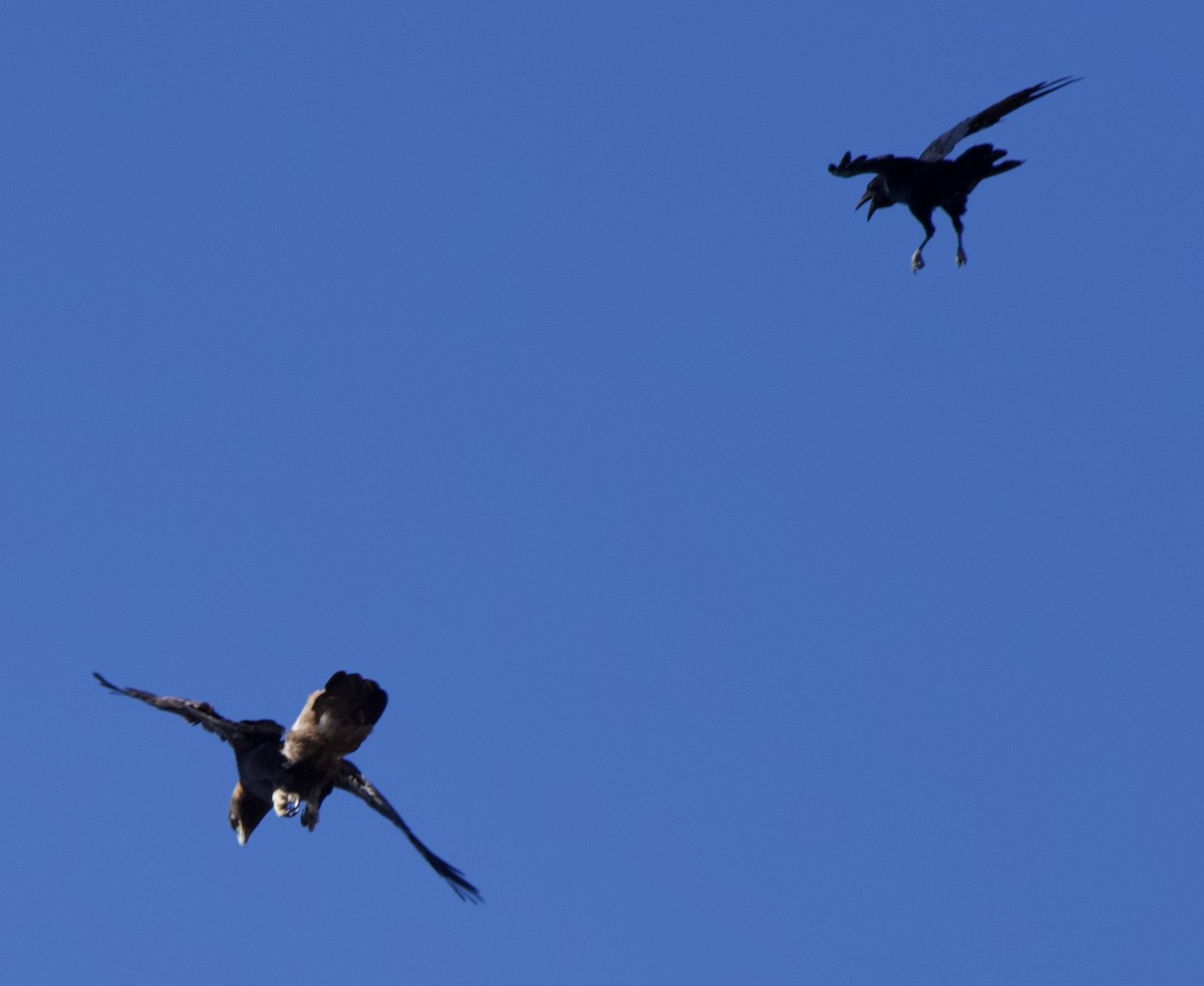 Golden Eagle - ML642929439