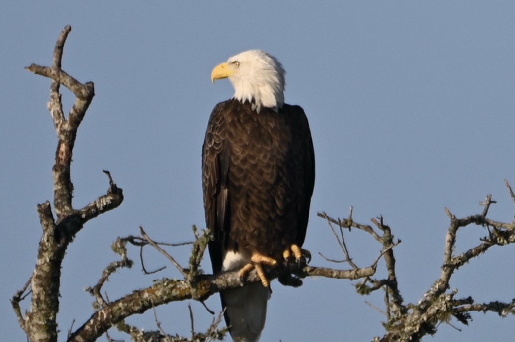 Bald Eagle - ML642929463