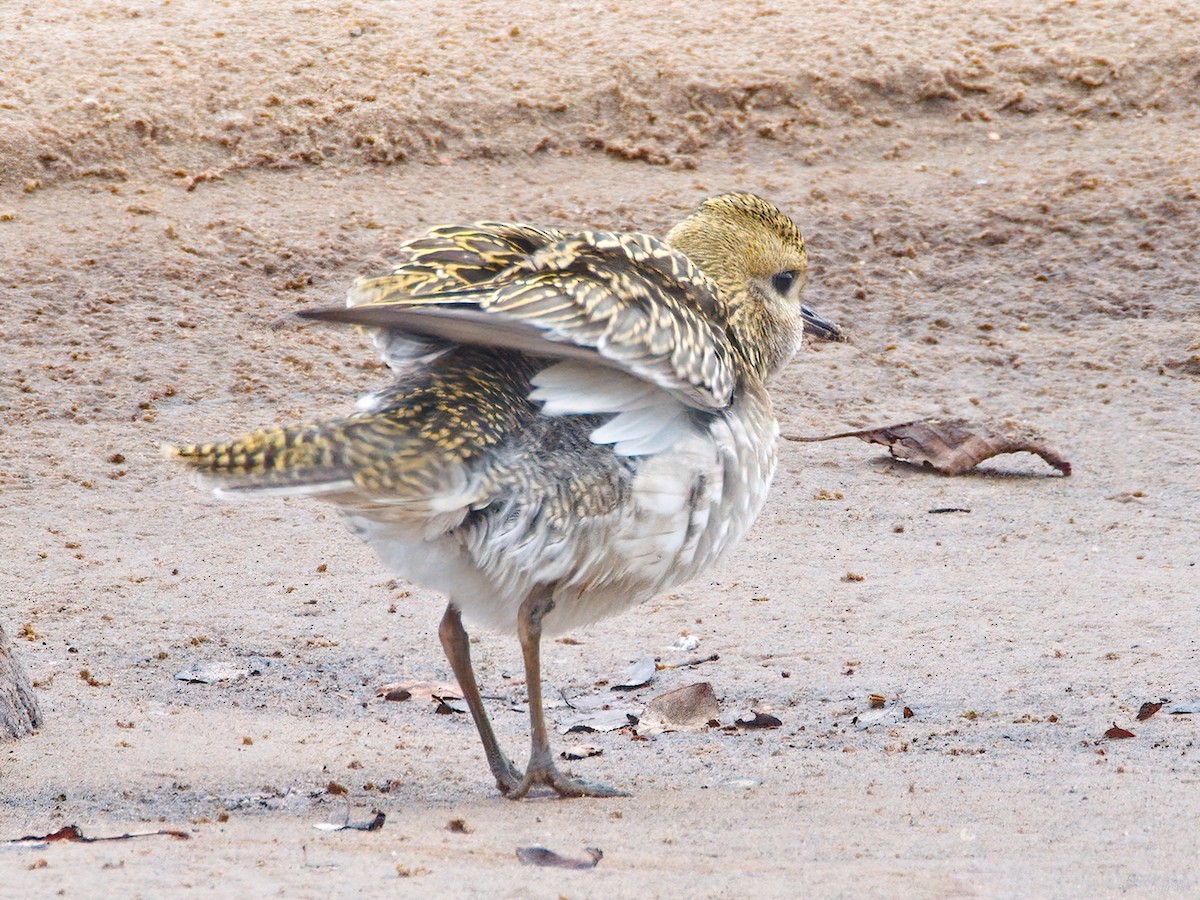European Golden-Plover - ML642929464