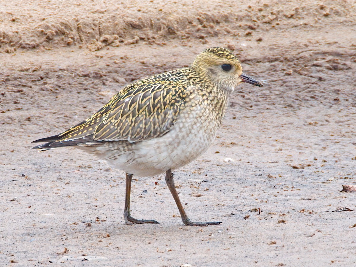 European Golden-Plover - ML642929465