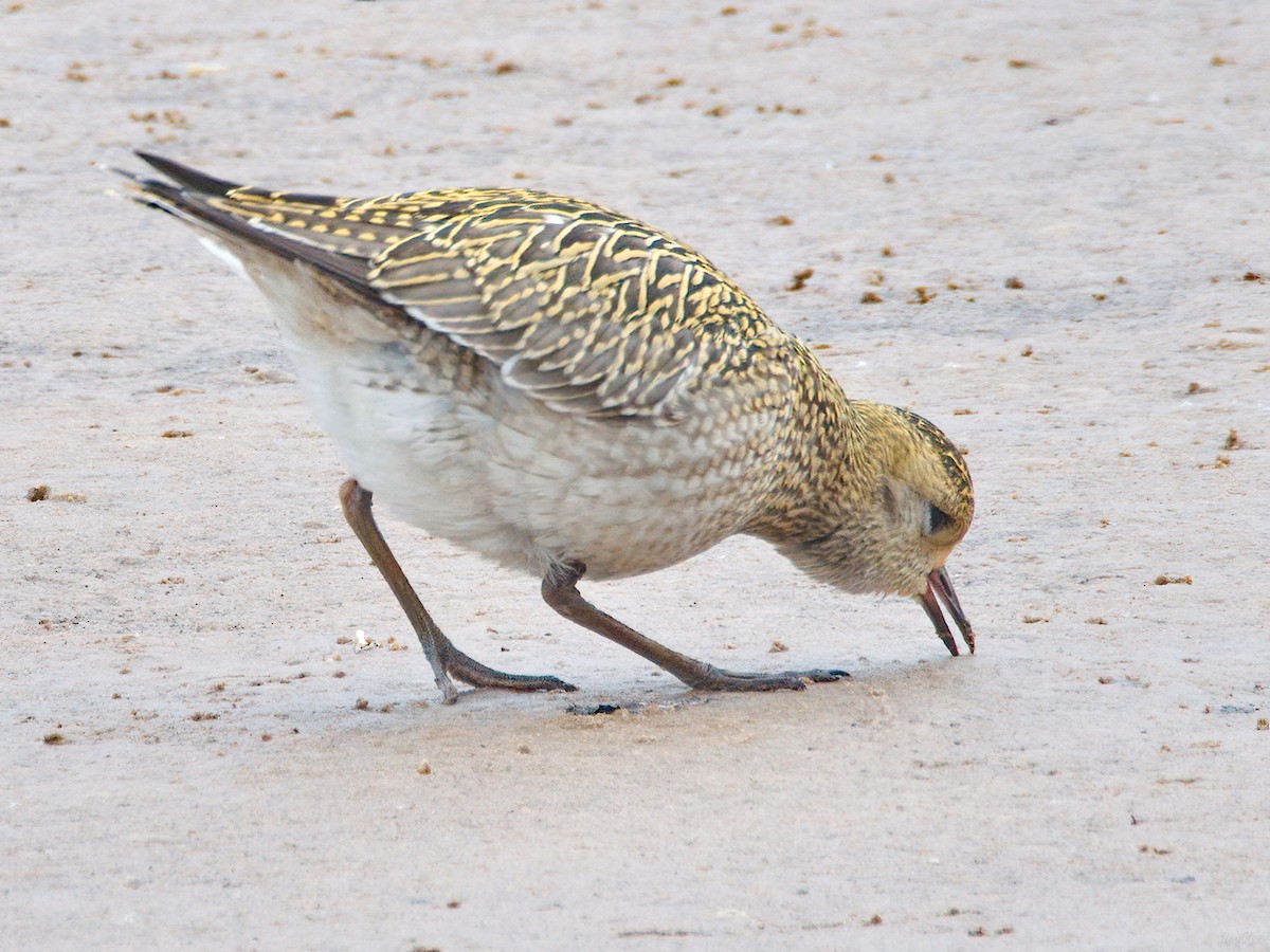 European Golden-Plover - ML642929466