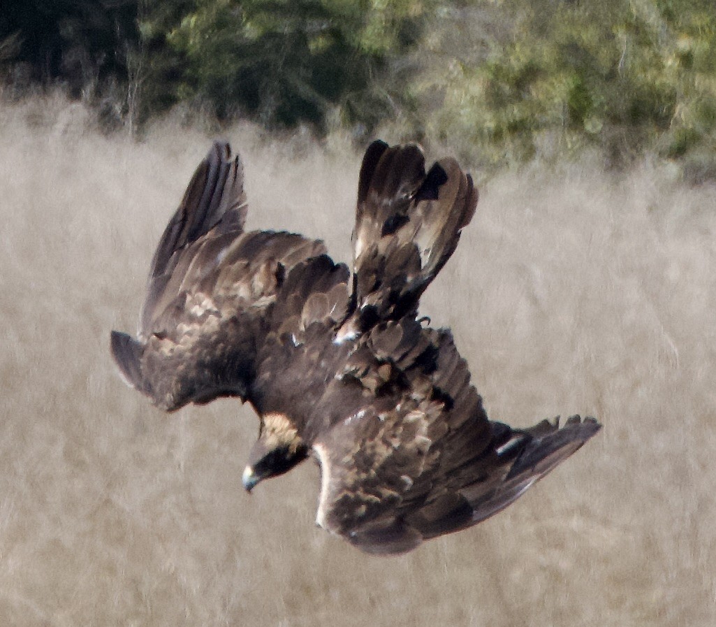 Golden Eagle - ML642929467