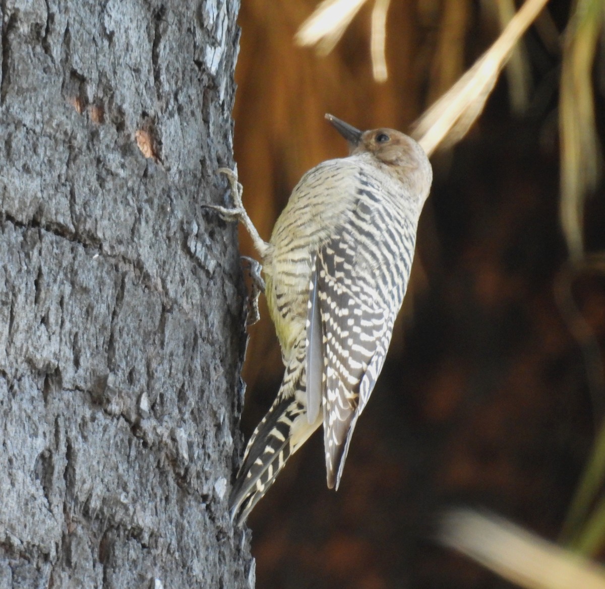 Williamson's Sapsucker - ML642929497