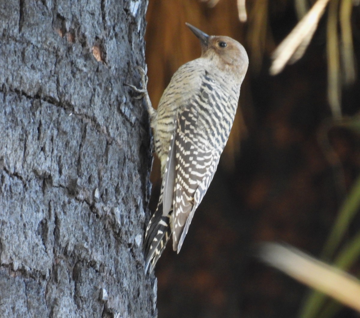 Williamson's Sapsucker - ML642929498