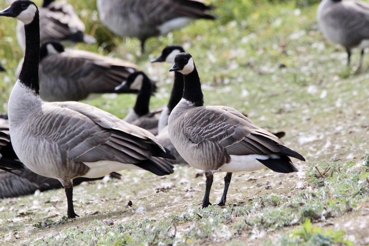 Cackling Goose (Richardson's) - ML642929503