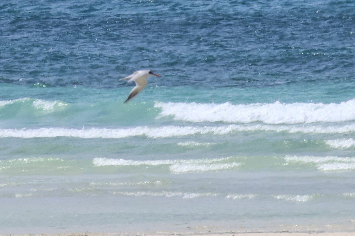 Lesser Crested Tern - ML642929510
