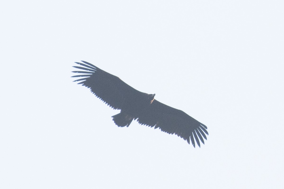 Нөмрөг тас - ML642929529