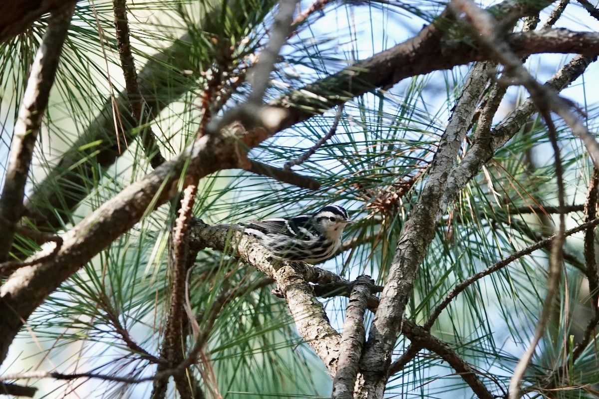 Black-and-white Warbler - ML642929558