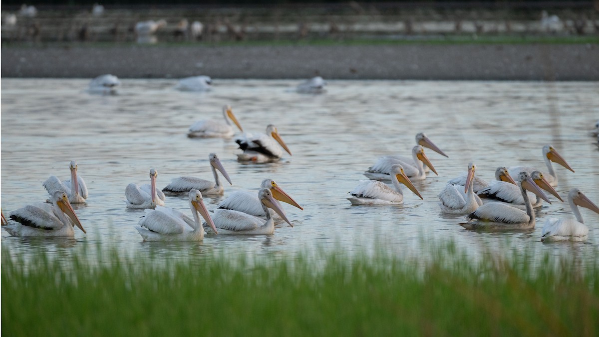 American White Pelican - ML642929561