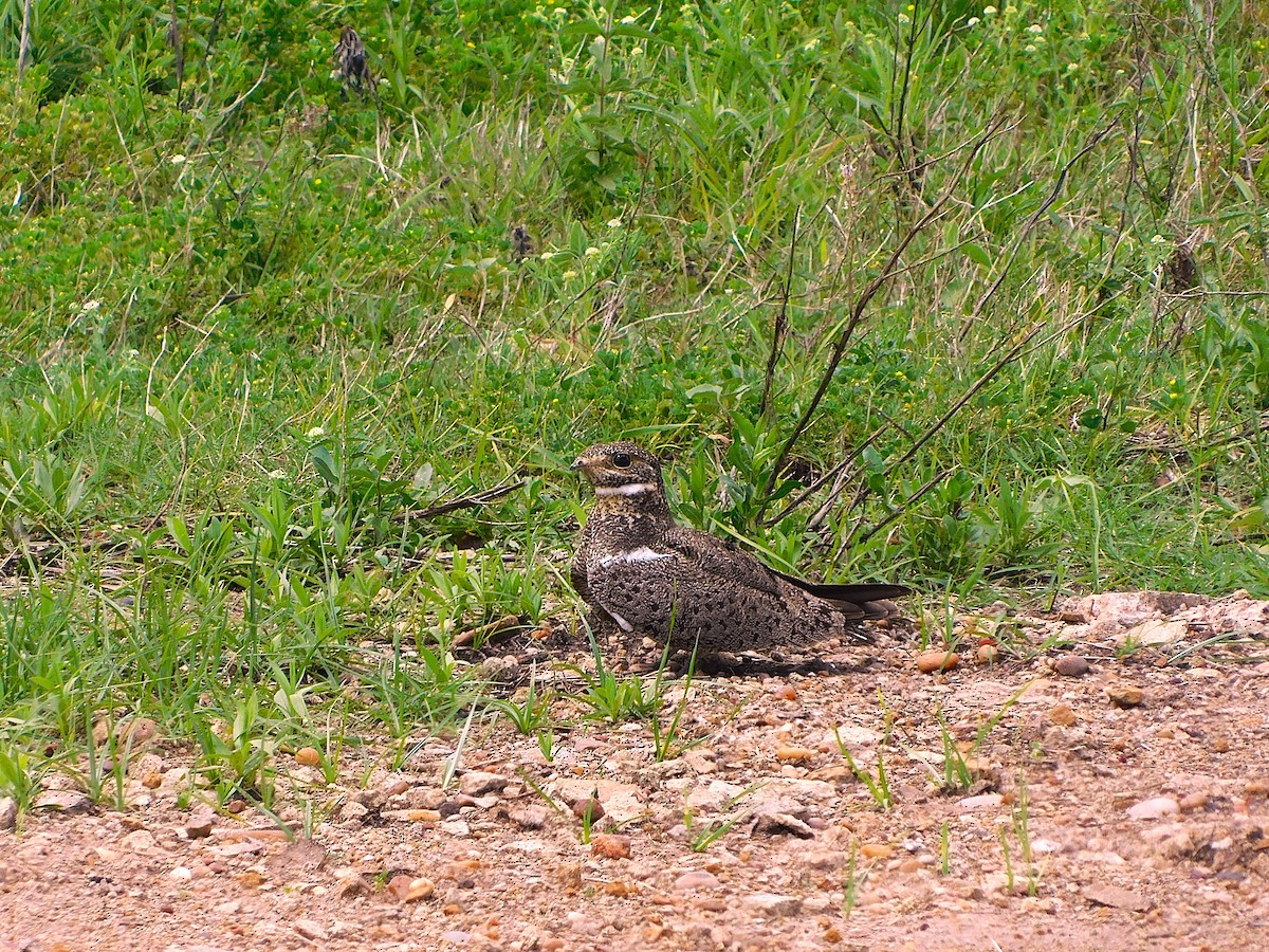 Nacunda Nighthawk - ML642929581