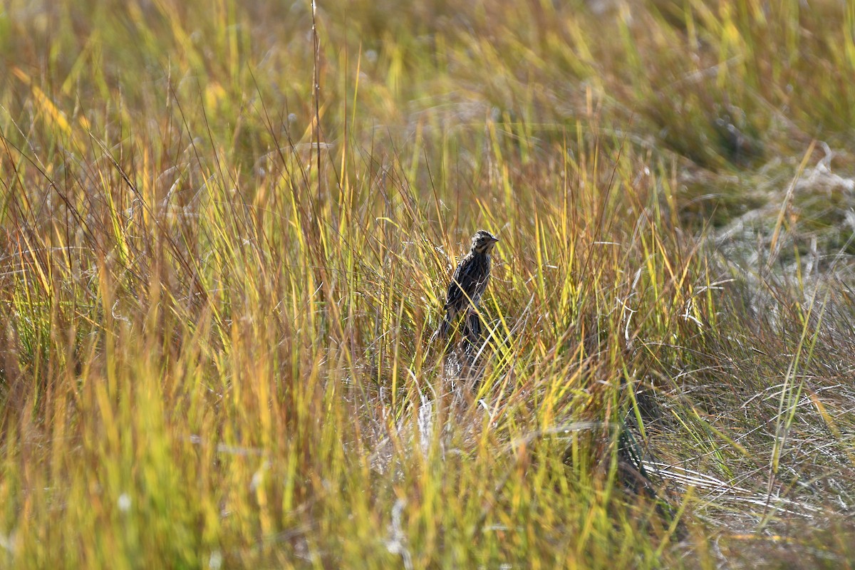 Savannah Sparrow - ML642929583
