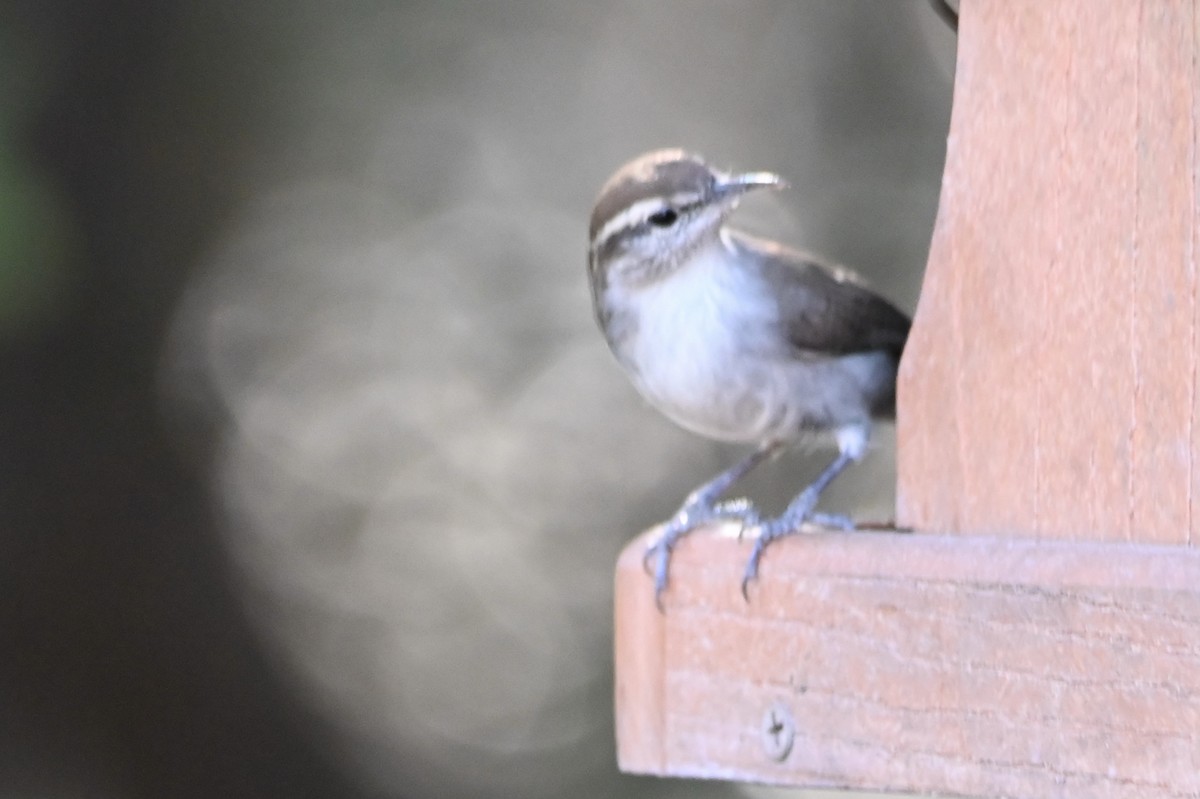 Bewick's Wren - ML642929595