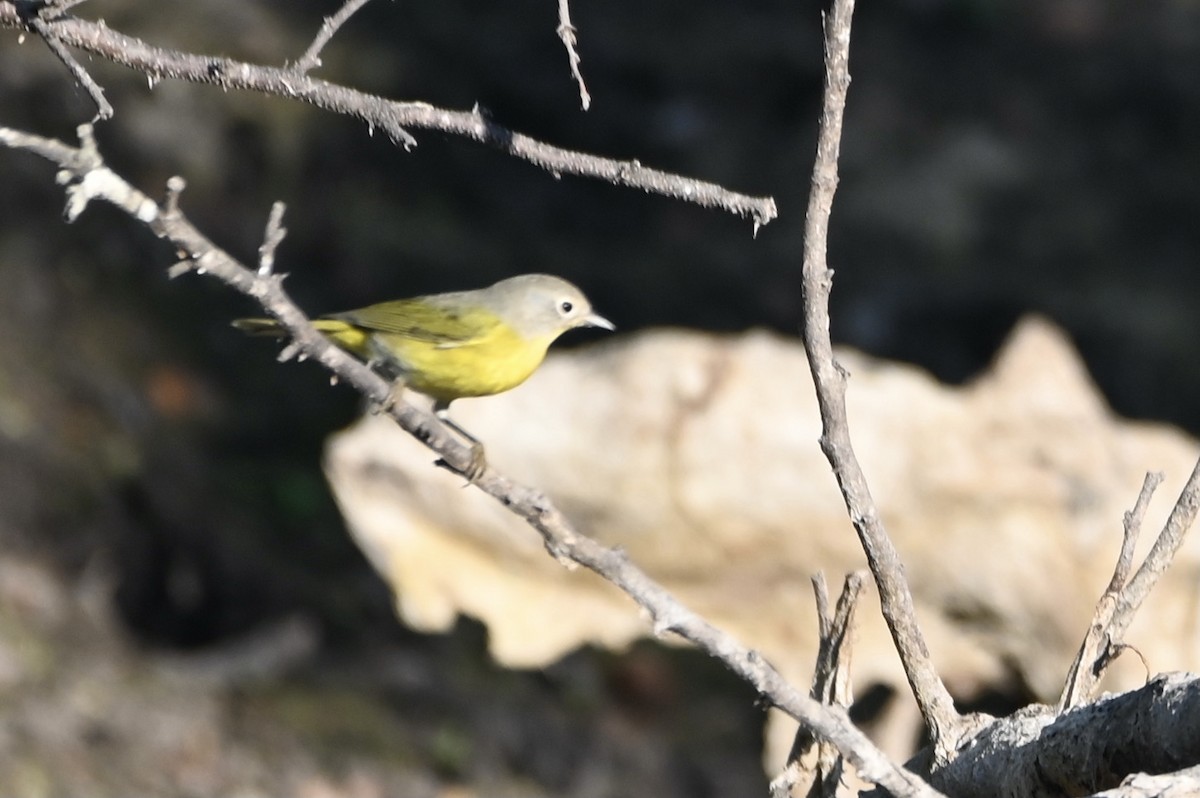Rubinfleck-Waldsänger - ML642929626