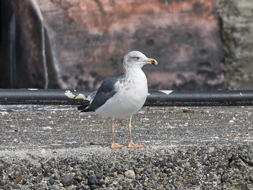 Lesser Black-backed Gull - ML642929630