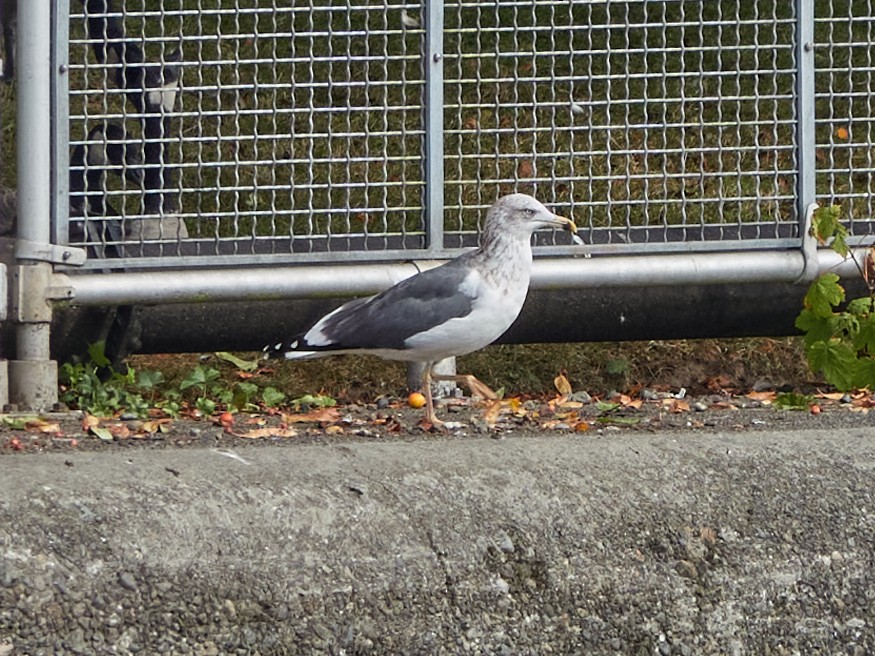 Lesser Black-backed Gull - ML642929631