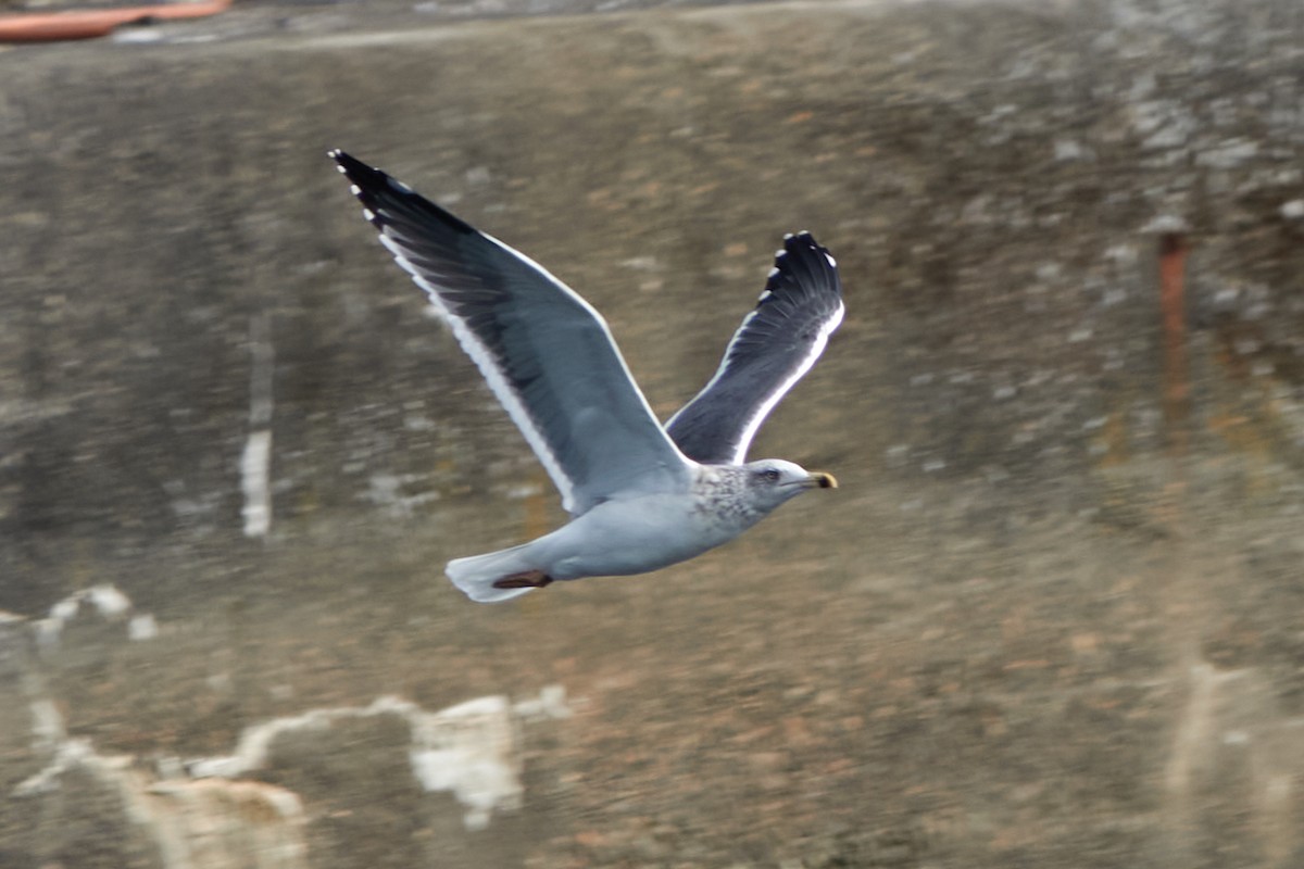 Lesser Black-backed Gull - ML642929632