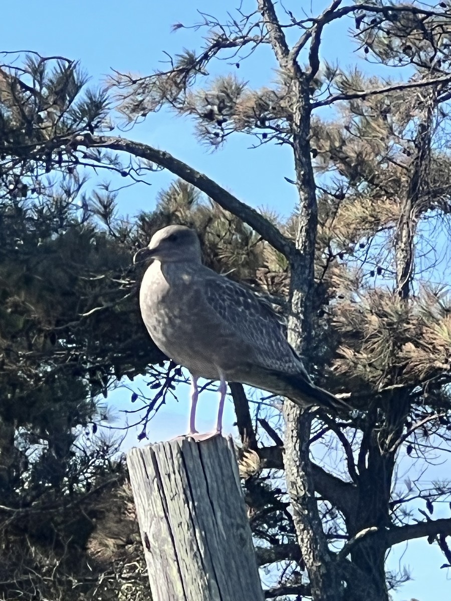 American Herring Gull - ML642929637