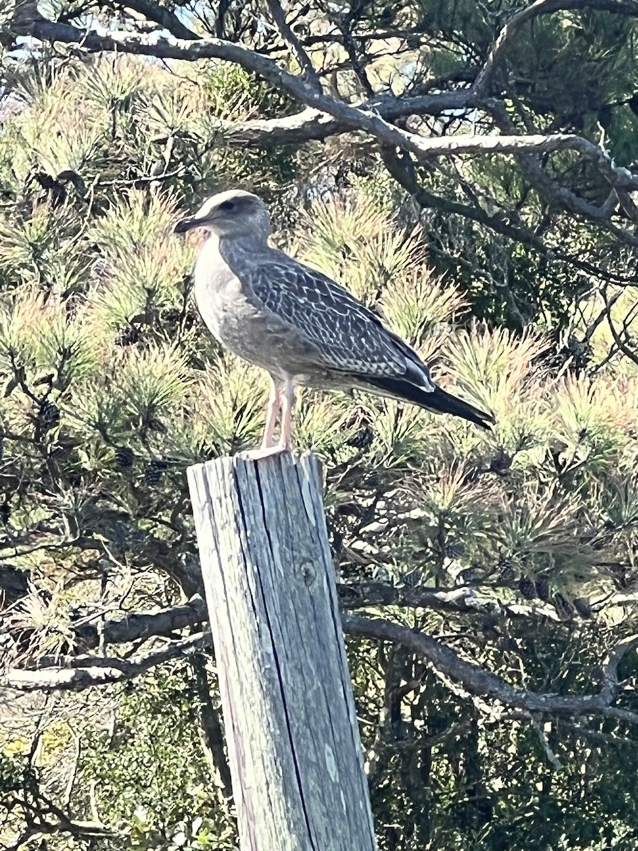 American Herring Gull - ML642929638