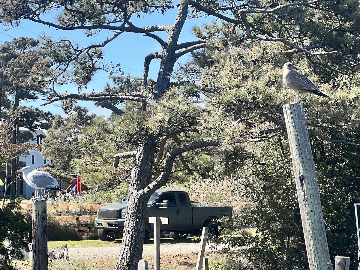 American Herring Gull - ML642929640