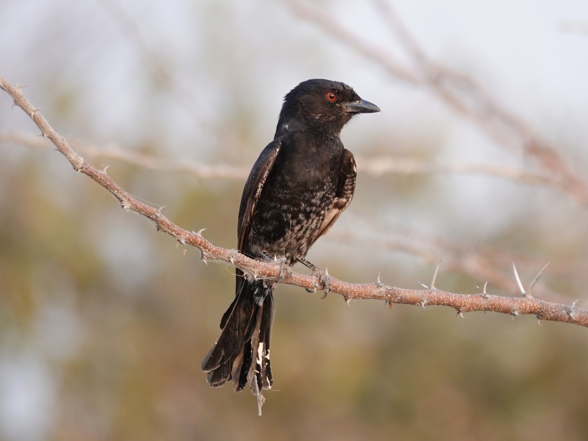 Fork-tailed Drongo (Clancey's) - ML642929668