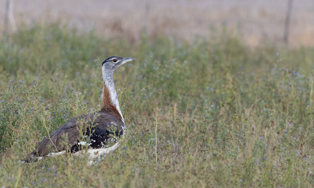 Denham's Bustard (Stanley's) - ML642929669