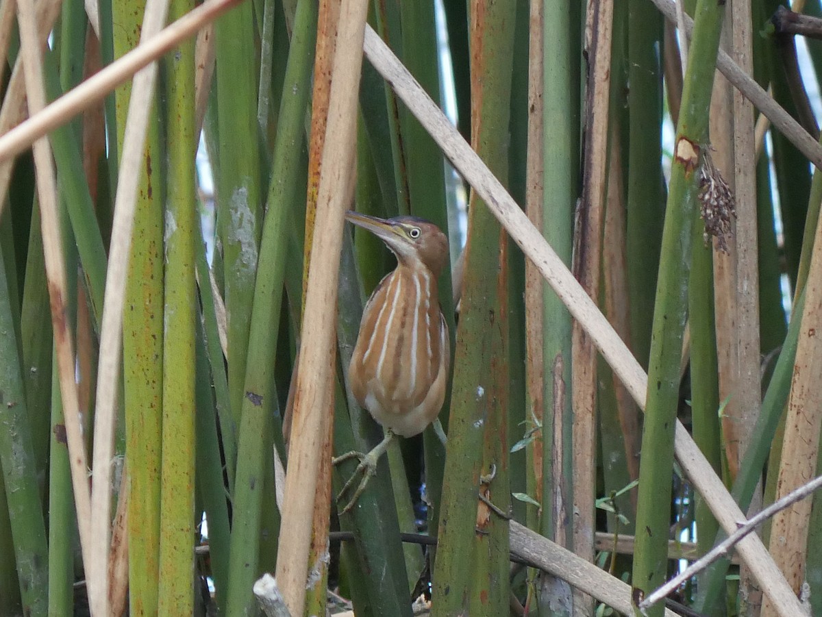 Least Bittern - ML642929674