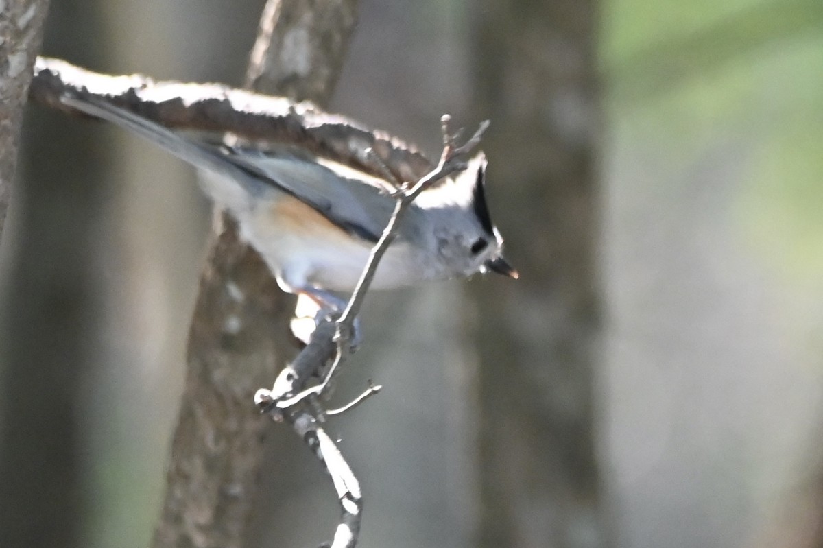 Black-crested Titmouse - ML642929686