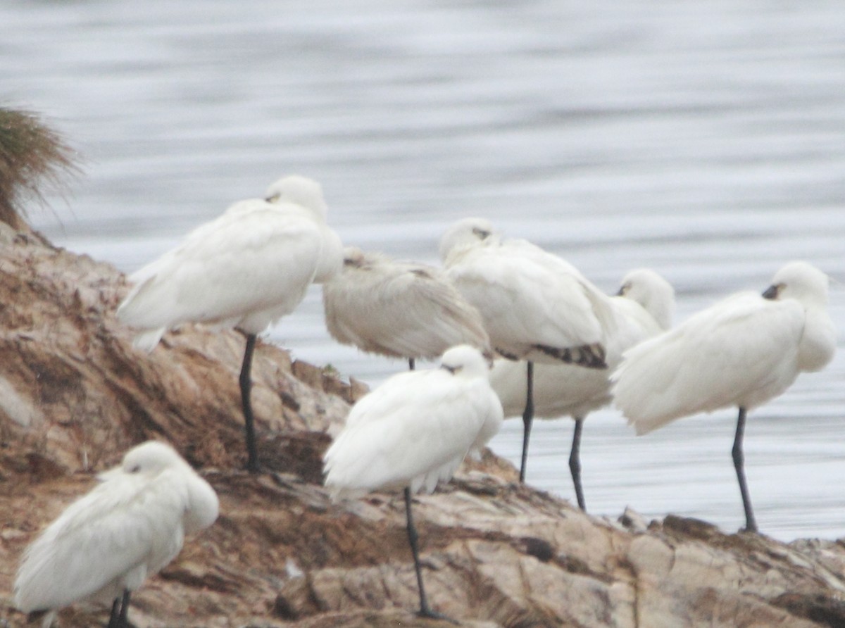 Eurasian Spoonbill - ML642929716