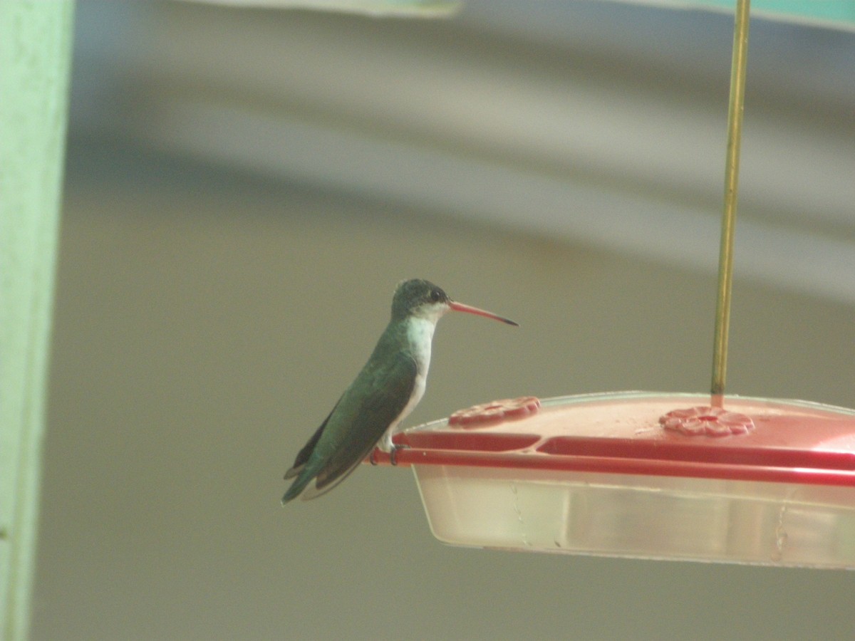 Violet-crowned Hummingbird - ML642929721