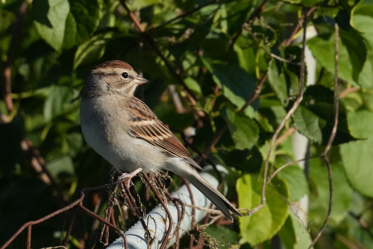 Chipping Sparrow - ML642929722
