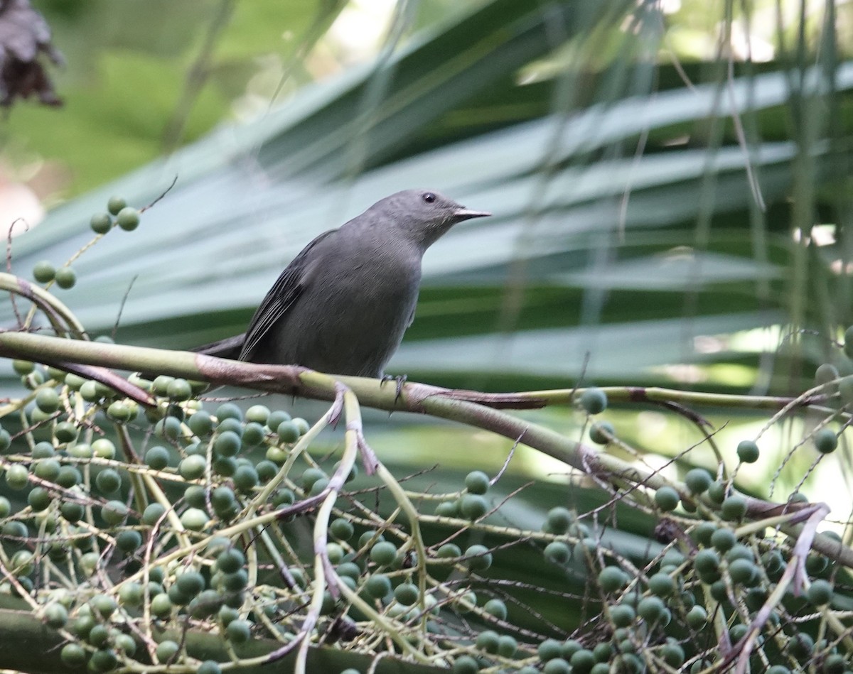Gray Catbird - ML642929723