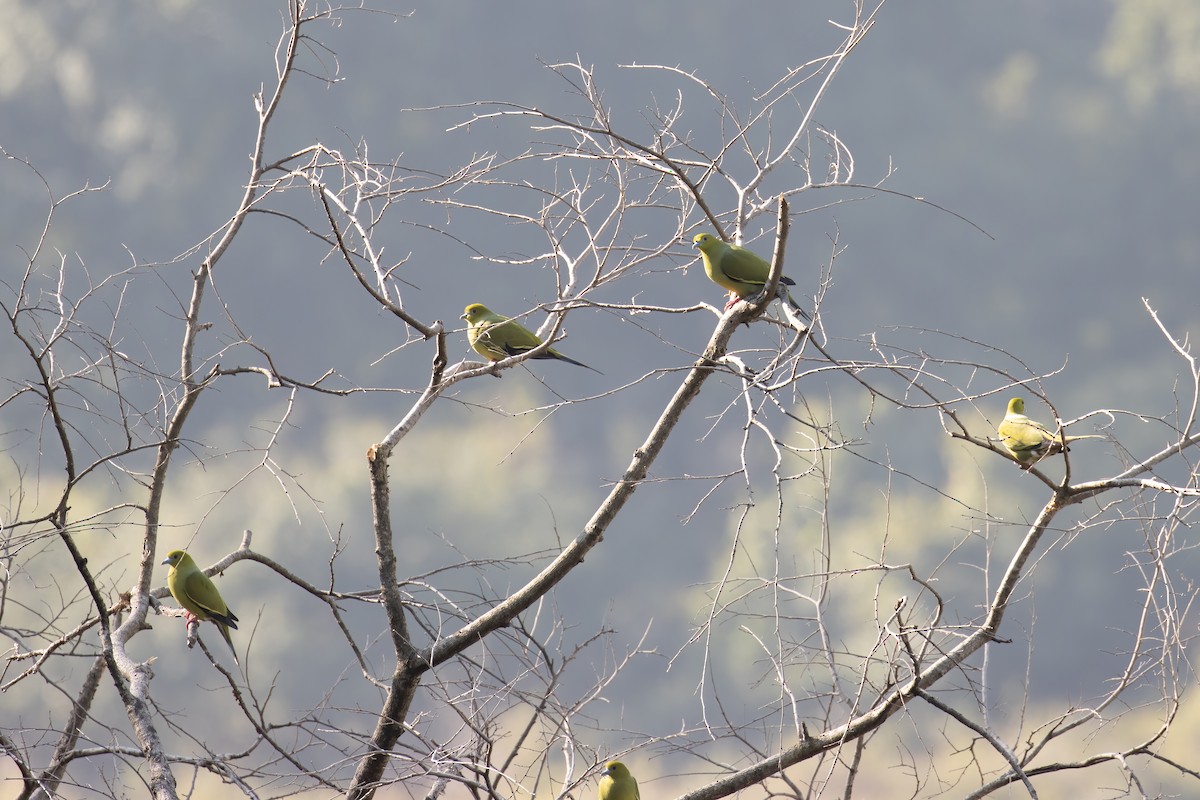 Pin-tailed Green-Pigeon - ML642929724