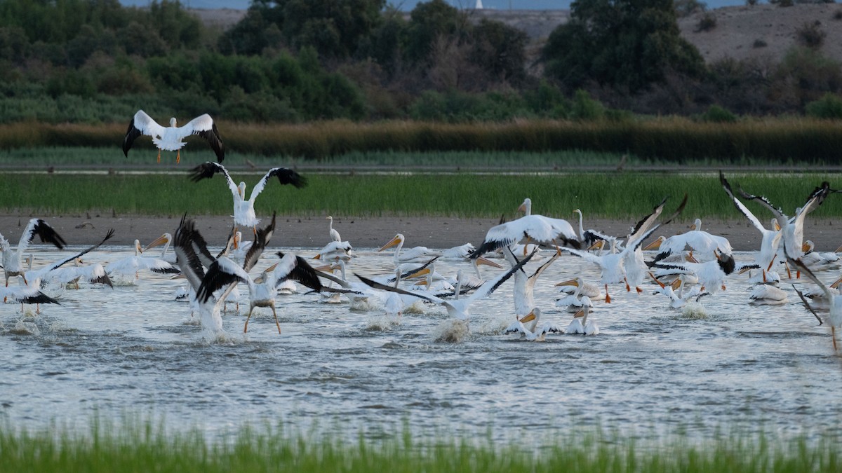 American White Pelican - ML642929726