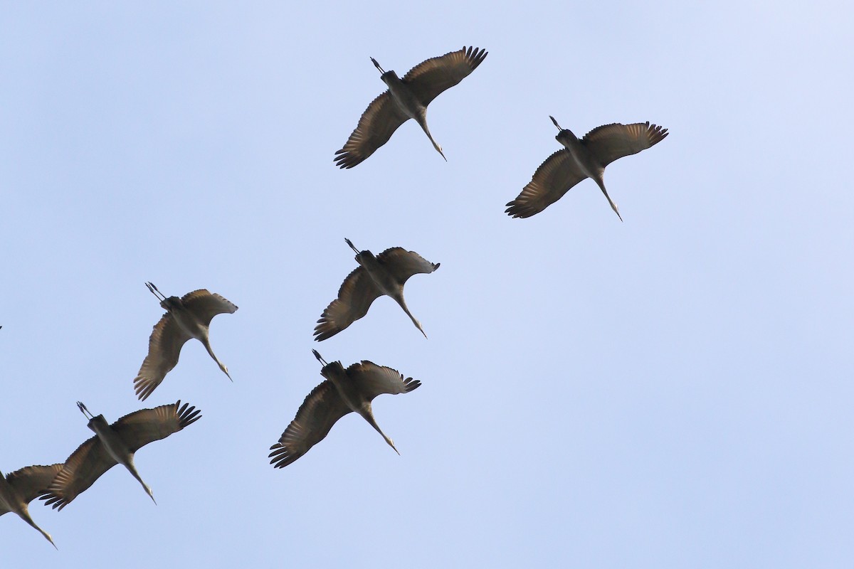 Sandhill Crane - ML642929727