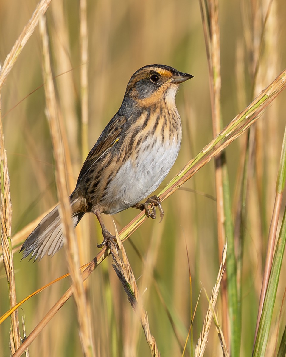 Saltmarsh Sparrow - ML642929731