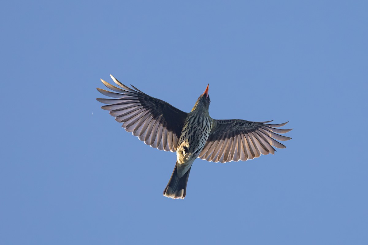 Olive-backed Oriole - ML642929732