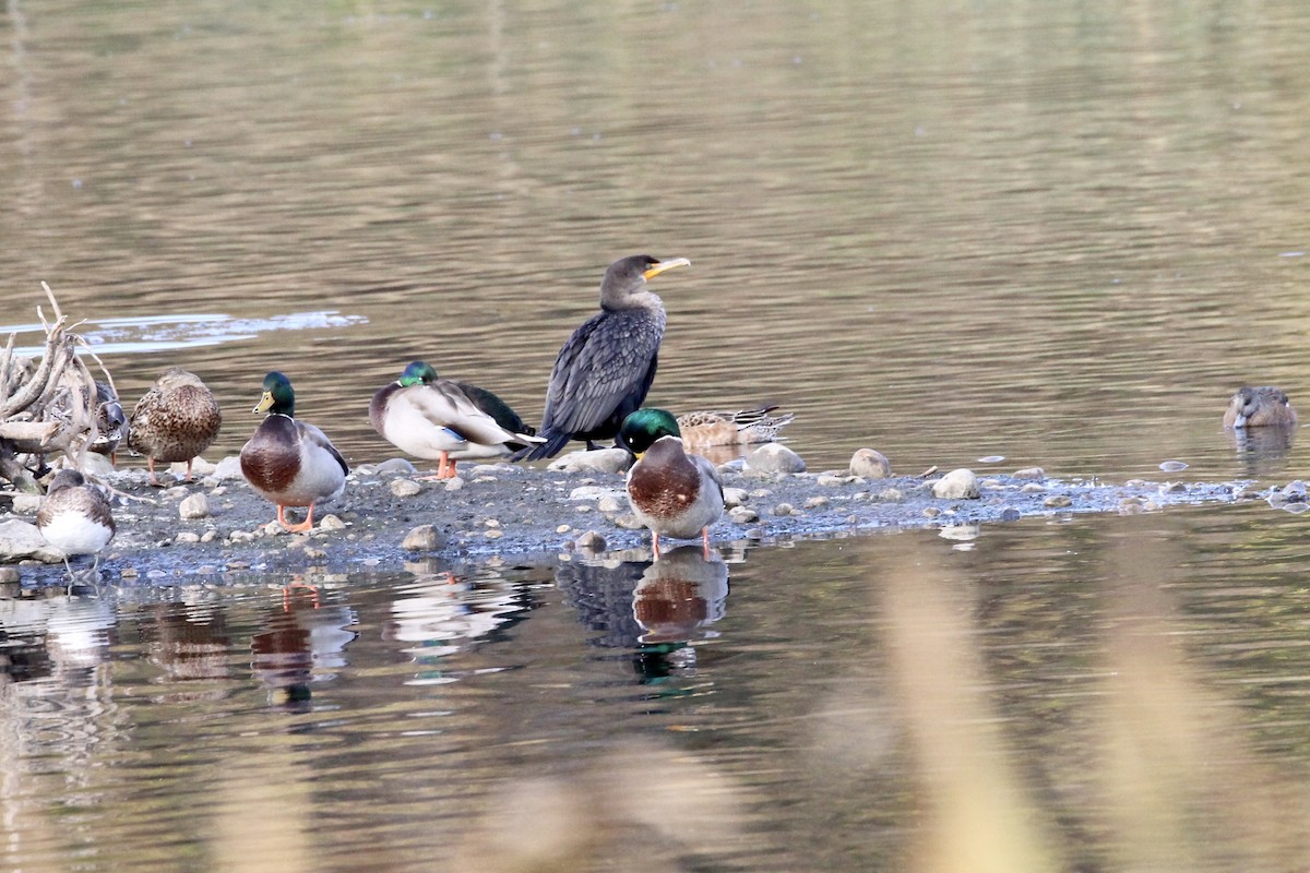 Double-crested Cormorant - ML642929734