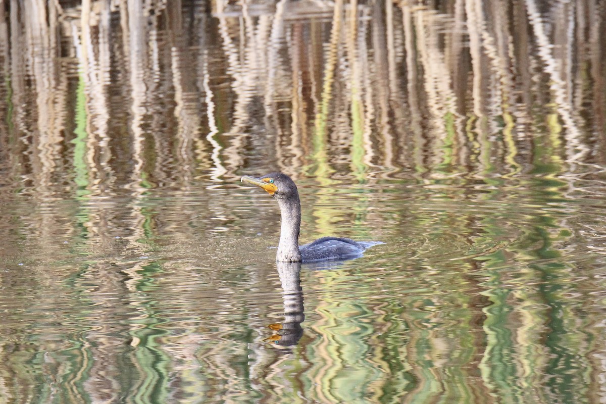 Double-crested Cormorant - ML642929735